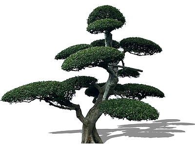 新中式景观乔木 2D造型榆树桩头 造型树主景树 中式庭院树 云片状桩头