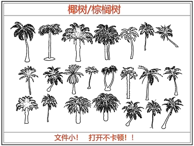 乔木种植 椰树 棕榈树 树木