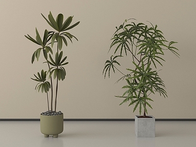 现代简约盆栽 植物盆栽盆景