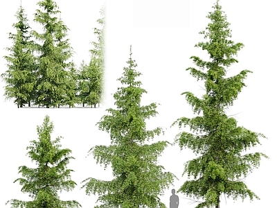 现代主义景观乔木 雪松