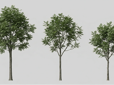 极简主义乔木 乔木2D 白蜡阵列植物 阵列种植