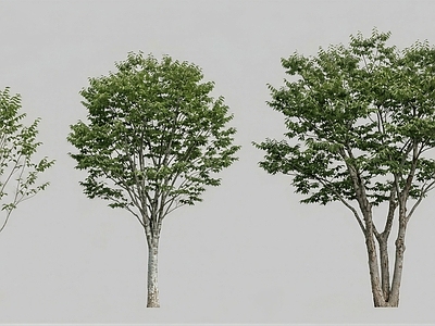 极简主义乔木 榉树乔木 2D乔木 造型植物