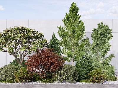 现代简约植物组合 庭院花园植物景观 乔木灌木组合 鸡蛋花树松树冷杉 灌木球彩叶灌木 公园造景