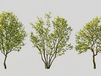 极简主义景观乔木 2d玉兰乔木 丛生玉兰 造型 主景植物