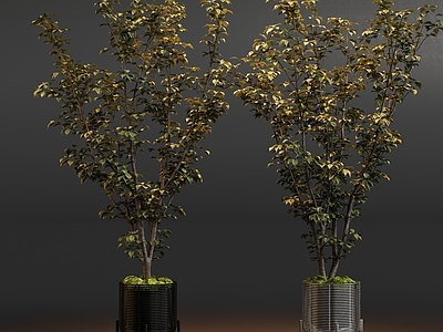 现代简约盆栽 植物盆栽树绿植