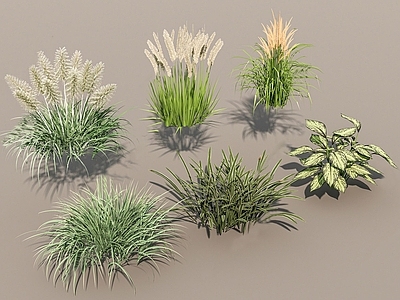 草本植物 花草植物组合 草类植物 庭院花草 野草组合 草本植物