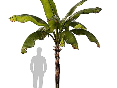 null草本植物 香蕉棕榈树