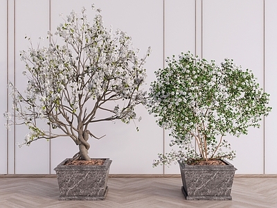 现代简约盆栽 室内大型开花盆栽 造型盆栽盆景 梨花李花樱花 庭院植物景观 小乔木开花灌木