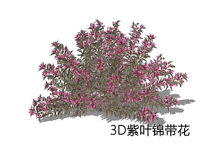 灌木 紫叶锦带花 锦带花