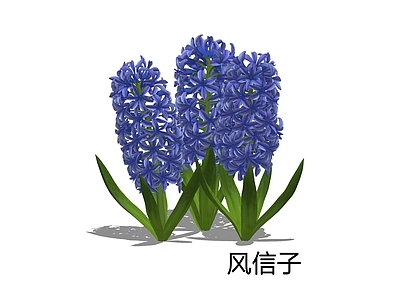 花草 风信子 洋水仙 五色水仙