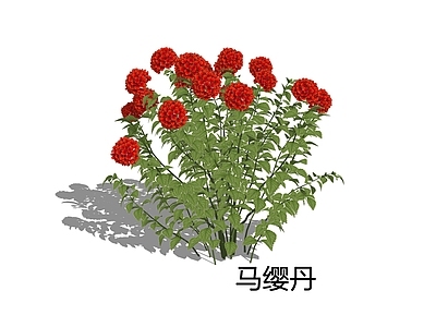 灌木 马缨丹 五彩花 五色梅