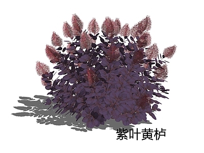 灌木 紫叶黄栌 烟树 雾中情人