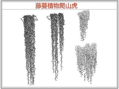 绿植 爬墙虎爬山虎藤蔓 藤蔓 爬藤
