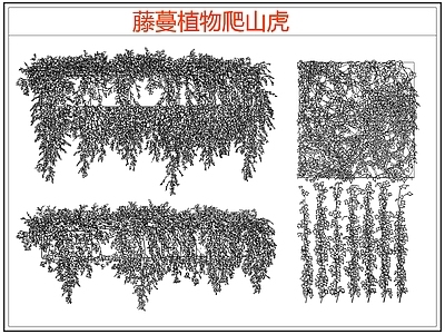 攀援植物 爬墙虎爬山虎藤蔓 藤蔓 爬藤