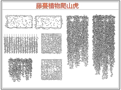 攀援植物 爬墙虎爬山虎藤蔓 藤蔓 爬藤