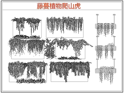 攀援植物 爬墙虎爬山虎藤蔓 藤蔓 爬藤