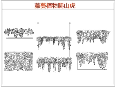 攀援植物 爬墙虎爬山虎藤蔓 藤蔓 爬藤