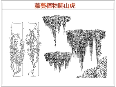 攀援植物 爬墙虎爬山虎藤蔓 藤蔓 爬藤