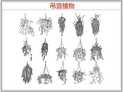 绿植 绿植吊兰吊篮盆栽 吊篮