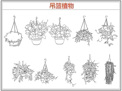 绿植 绿植吊兰吊篮盆栽 吊篮