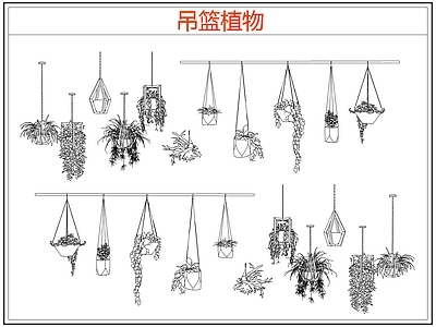 绿植 绿植吊兰吊篮盆栽 吊篮