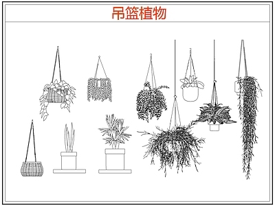 绿植 绿植吊兰吊篮盆栽 吊篮