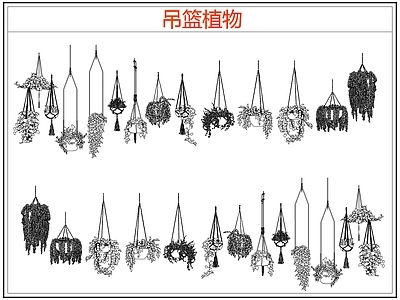 绿植 绿植吊兰吊篮盆栽 吊篮