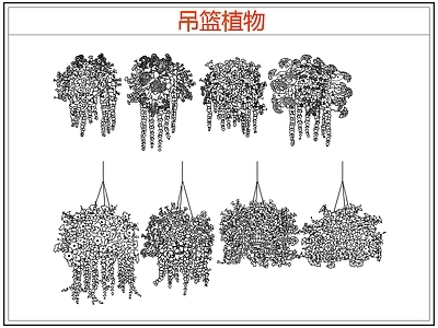 绿植 绿植吊兰吊篮盆栽 吊篮