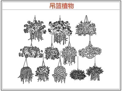 绿植 绿植吊兰吊篮盆栽 吊篮