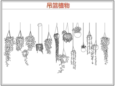 绿植 绿植吊兰吊篮盆栽 吊篮