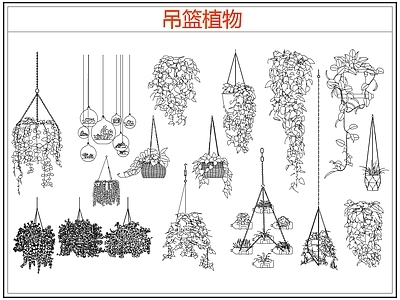 绿植 绿植吊兰吊篮盆栽 吊篮
