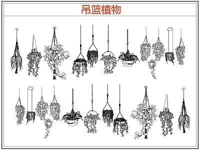 绿植 绿植吊兰吊篮盆栽 吊篮