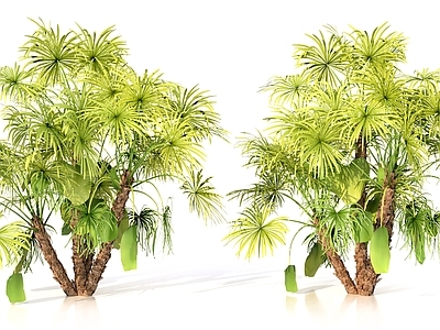 热带植物景观风格景观树