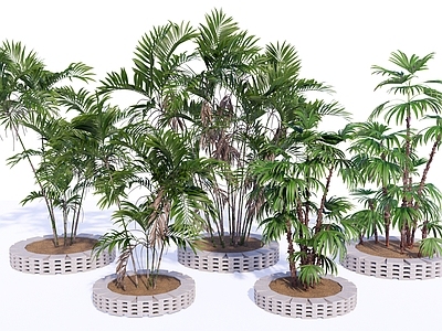植物组合 热带棕榈科组合 花钵盆栽树池 散尾葵棕竹椰子 庭院景观植物 公园植物景观