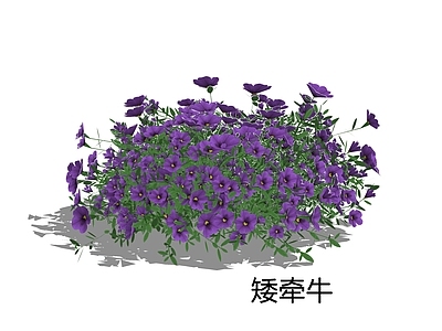 null花草 矮牵牛 碧冬茄 花境植物