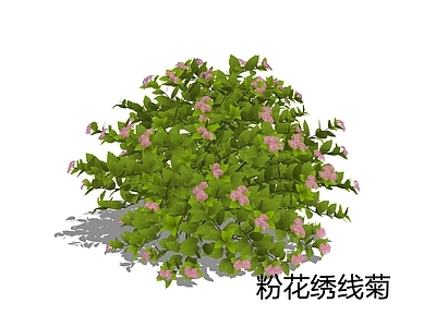 null灌木 粉花绣线菊