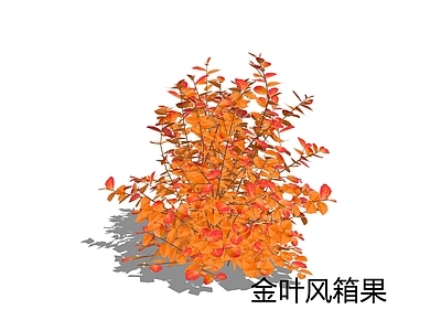 null灌木 金叶风箱果