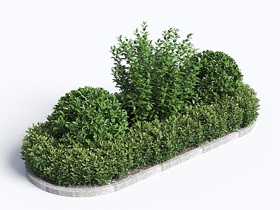 null灌木 灌木 花坛 组团灌木 绿化带植物 球形植被