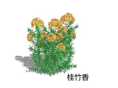 null草本植物 桂竹香 花境植物