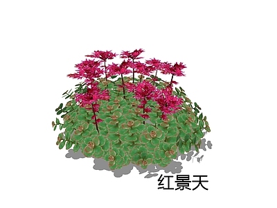 null多肉植物 红景天 多肉