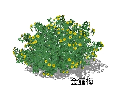 null灌木 金露梅 金蜡梅 花境植物