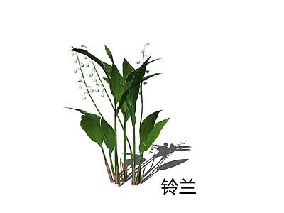 null草本植物 铃兰