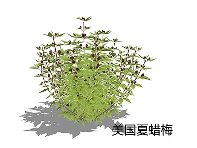 null灌木 美国夏蜡梅 美国蜡梅