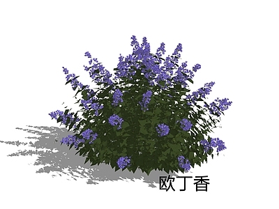 null灌木 欧丁香