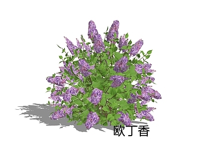 欧式灌木 欧洲丁香