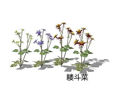 null草本植物 耧斗菜