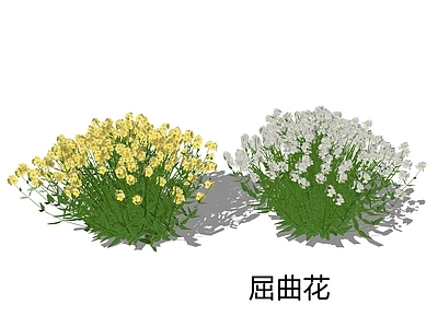null花草 屈曲花