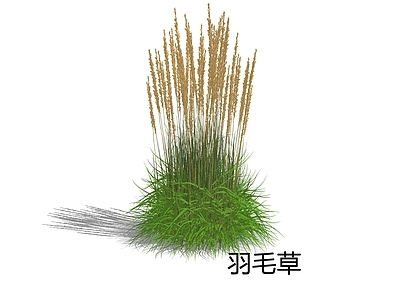null草本植物 羽毛草