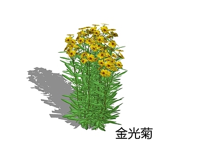 null草本植物 金光菊 菊花