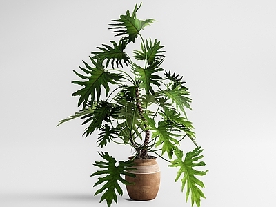 侘寂盆栽 绿植盆栽 春羽盆栽 龟背竹盆栽 室内